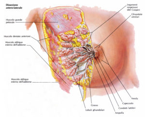 anatomia_della_mammella_frontale