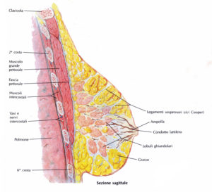 anatomia_della_mammella_laterale1